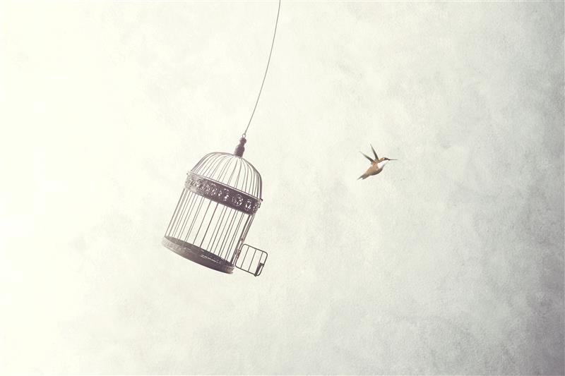 bird escaping a cage
