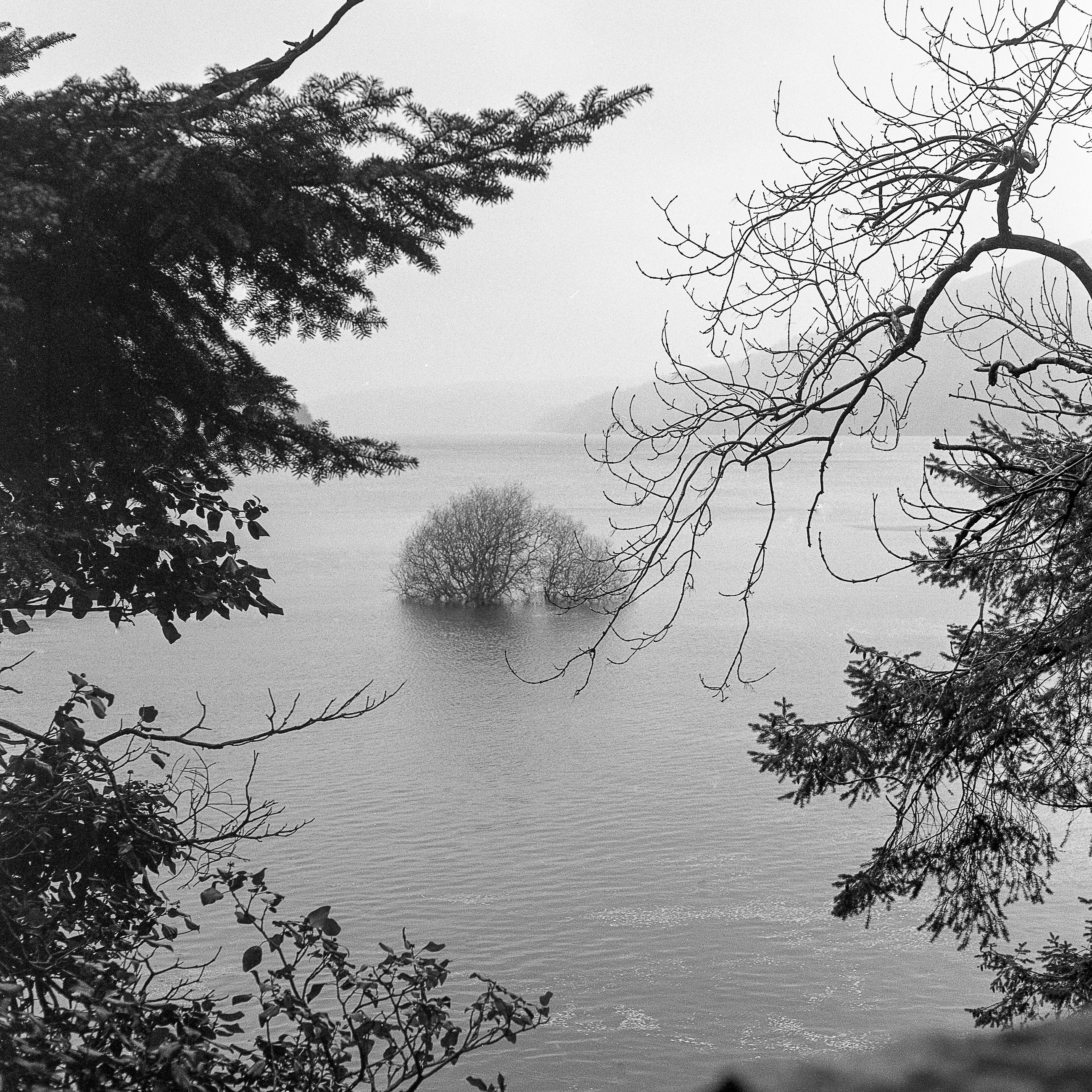 A tree submerged in water