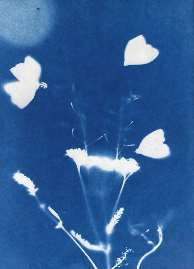 Image by Audrey Albert with Bredbury Library, Stockport.