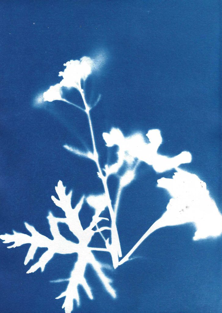 Image by Audrey Albert with Bredbury Library, Stockport.