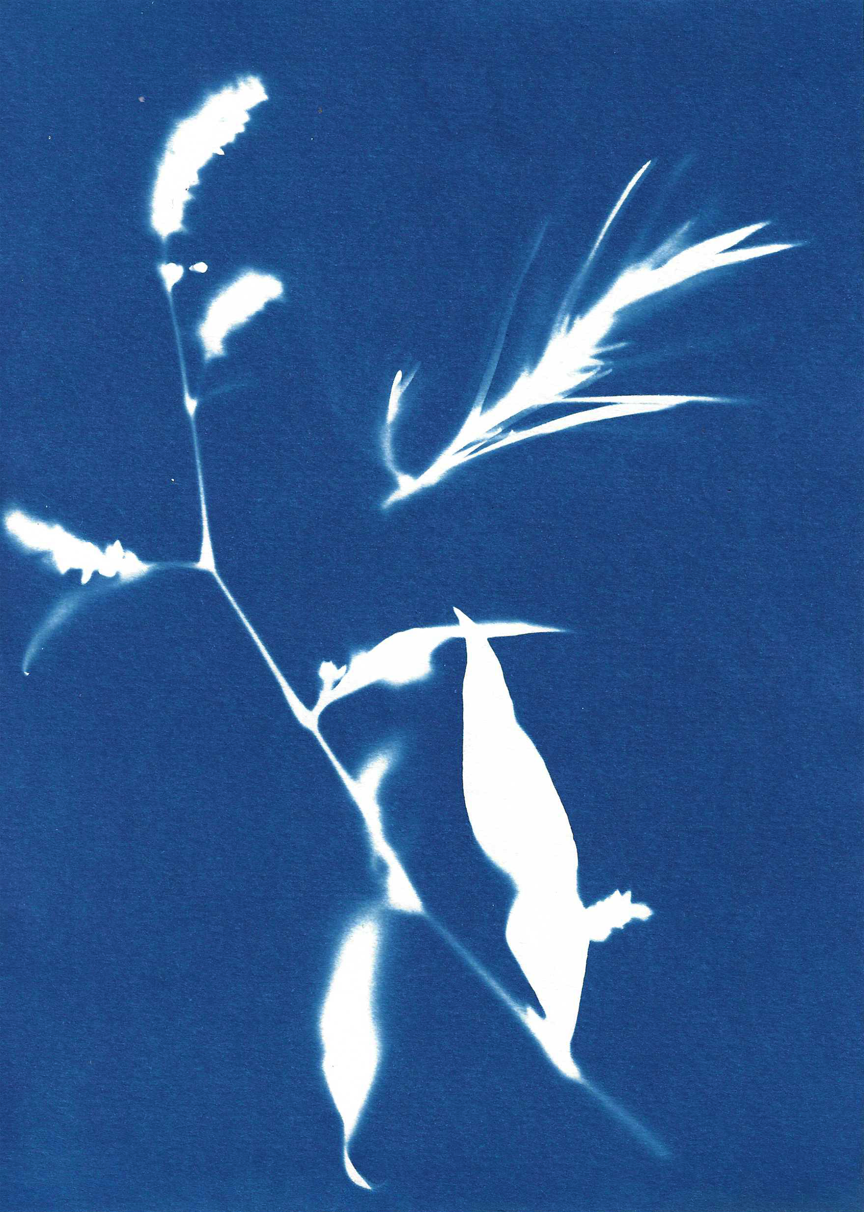 Image by Audrey Albert with Bredbury Library, Stockport.